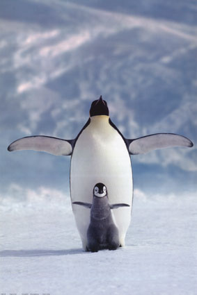 Pinguins
